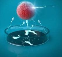 胚胎移植后吃什么可以有助于着床？饮食需要注意什么？